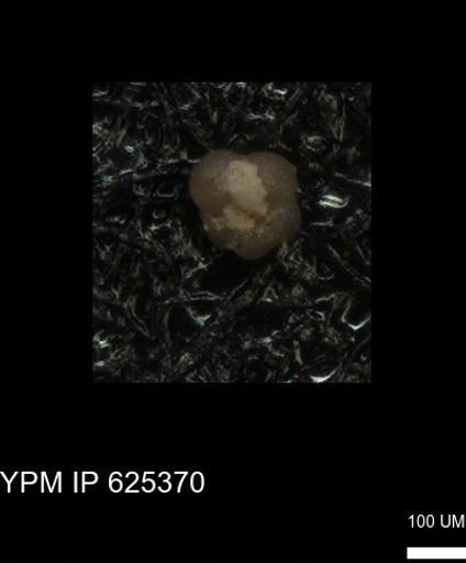 undet. Foraminiferida