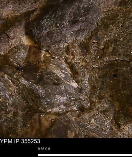 undet. Mollusca