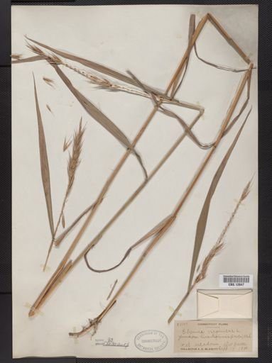 Elymus virginicus