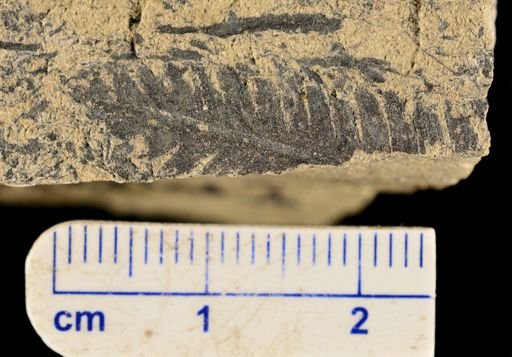 Calcaropteris boeselii