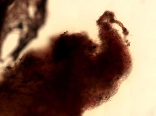 Ircinia strobilina