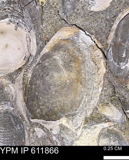 Protocardia sp.