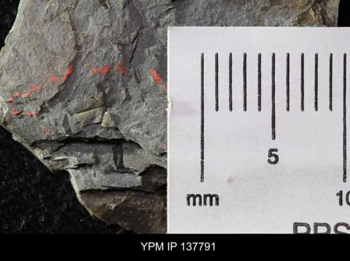 Eocystites primaevus