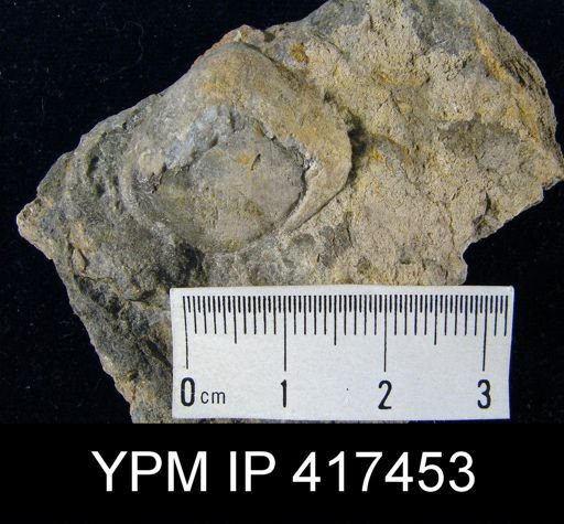 undet. Pentamerida
