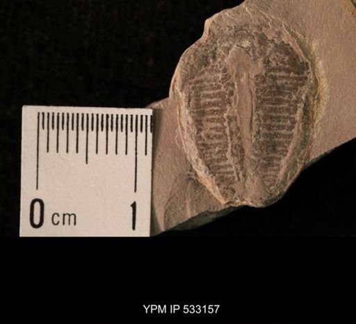 Elrathia kingi