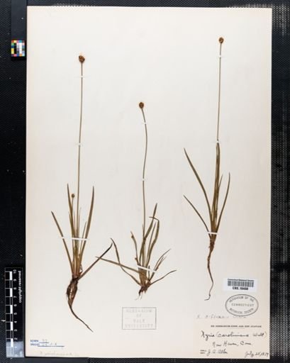 Xyris caroliniana