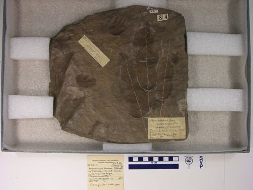 Anchisauripus tuberosus