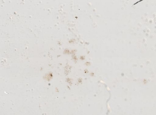 Hydrobia glabra