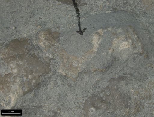 Aplocoma damesii