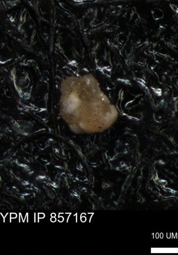 undet. Foraminiferida
