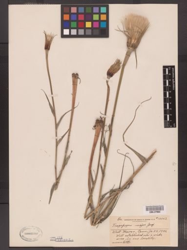 Tragopogon major