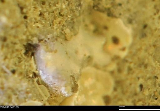 undet. Scaphitidae