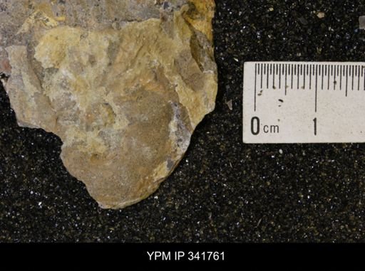 Scaphites sp.