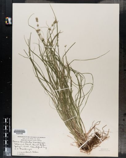Carex rosea