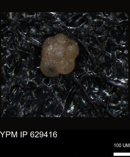 undet. Foraminiferida