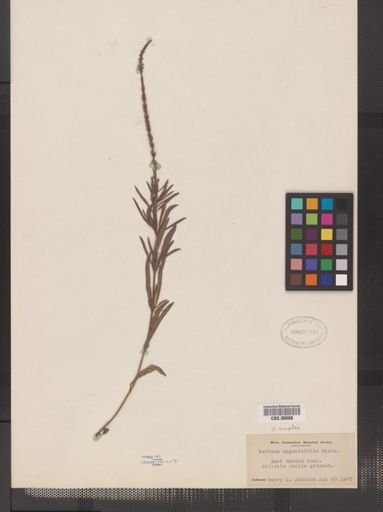 Verbena simplex