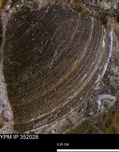 Limopsis striatopunctatus