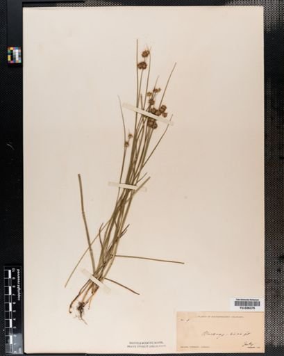 Juncus