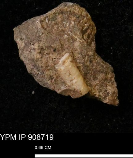 undet. Scaphopoda