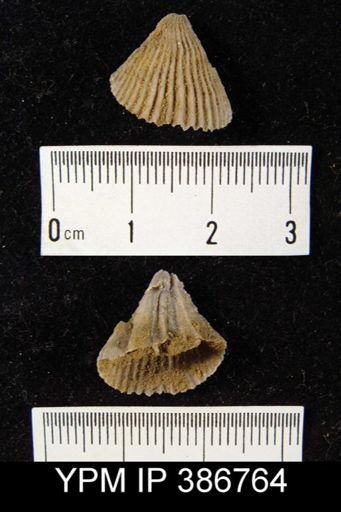 Meekella skenoides