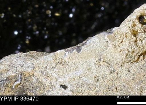 lithic clast