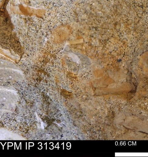 Corbicula sp.