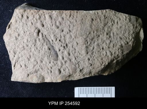 Ostracoda