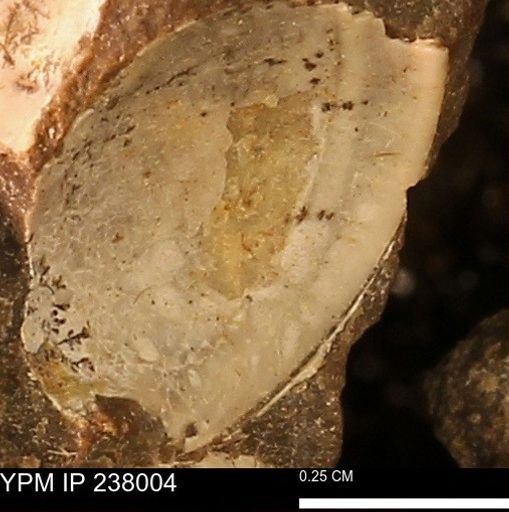 Protocardia subquadrata