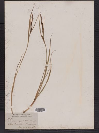 Carex aquatilis