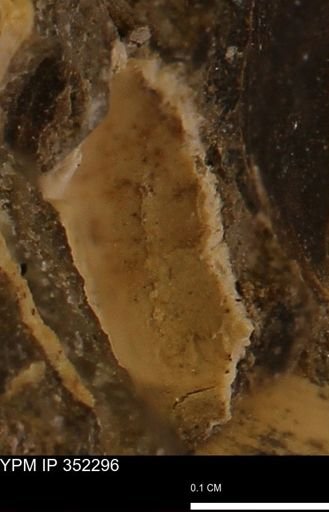 undet. Mollusca
