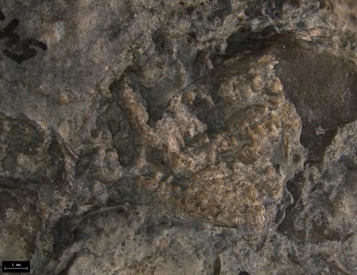 Aplocoma damesii