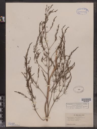 Asparagus officinalis
