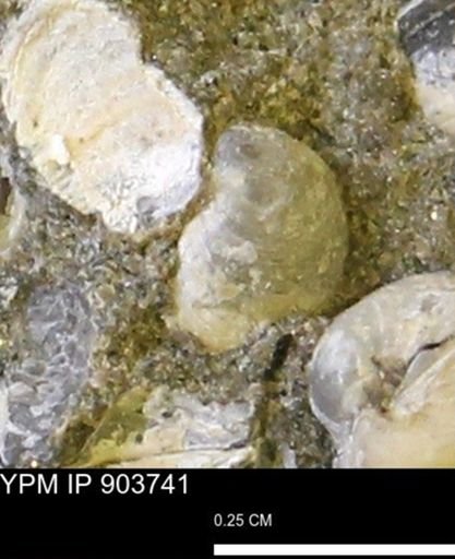 Corbulamella?