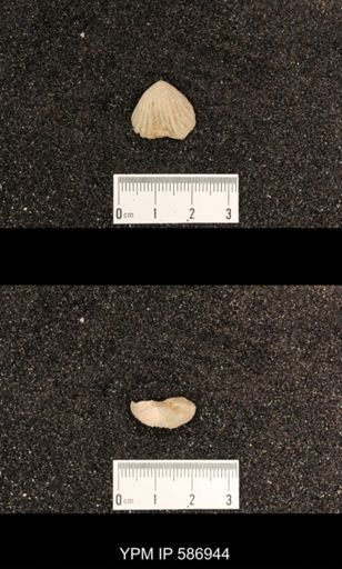 Rhynchotrema capax