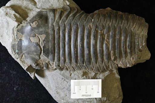 Trimerus delphinocephalus