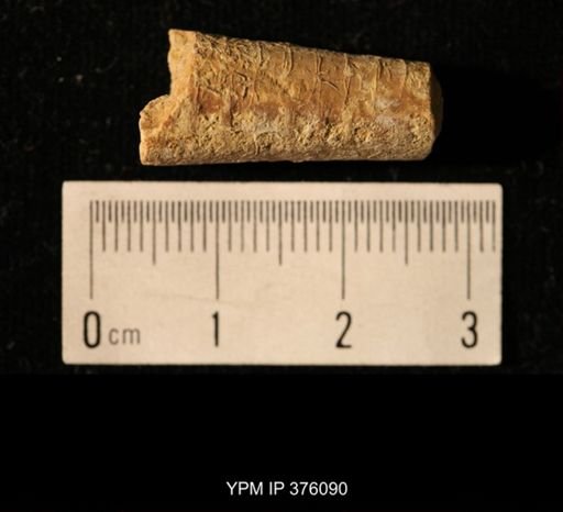 Pseudorthoceras knoxense