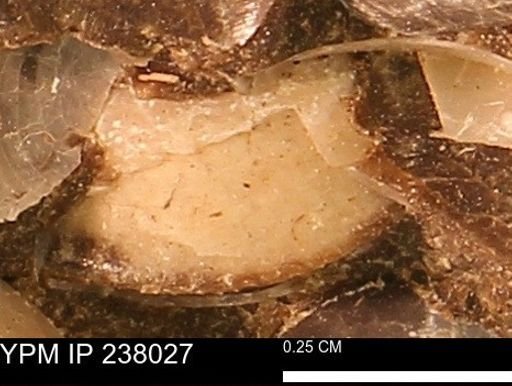 Protocardia subquadrata