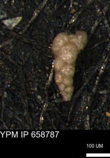 Verneuilinoides kansasensis