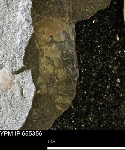 undet. Bivalvia