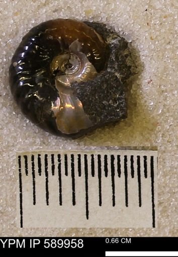 undet. Scaphitidae