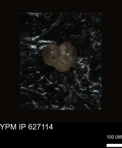 undet. Foraminiferida
