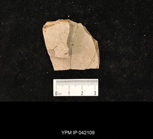 undet. Hymenoptera