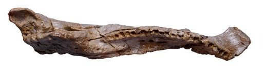 Sauropelta