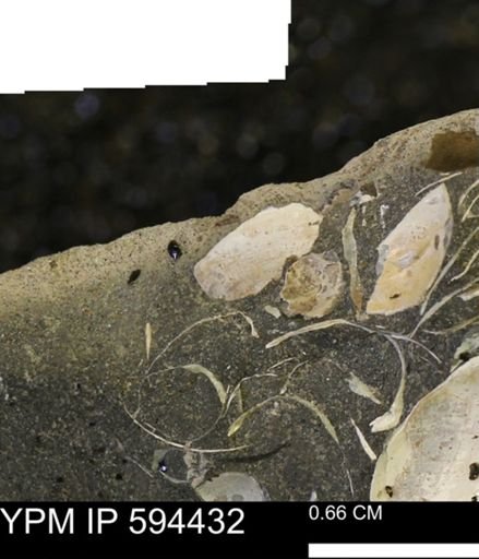 undet. Bivalvia