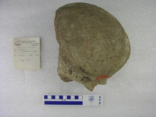 Mammuthus columbi