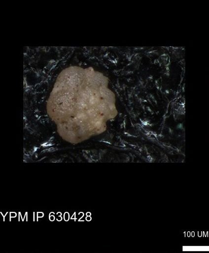 undet. Foraminiferida