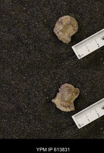 Neogastroplites sp.