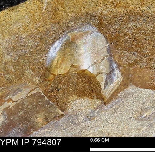 Phelopteria linguaeformis