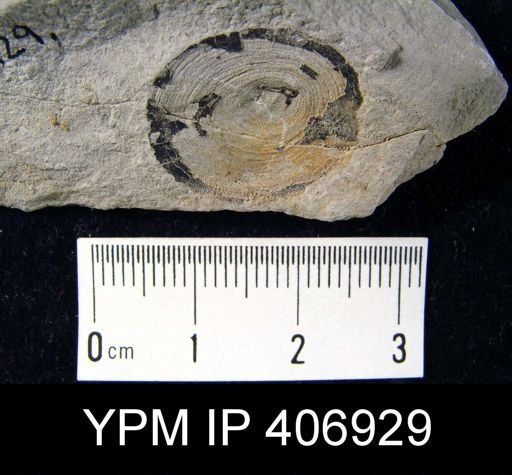 Orbiculoidea sp.