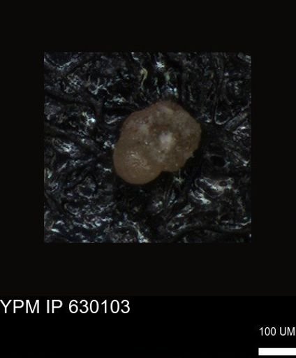 undet. Foraminiferida